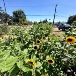 la-nurse-plants-sunflowers-of-hope-after-devastating-wildfire