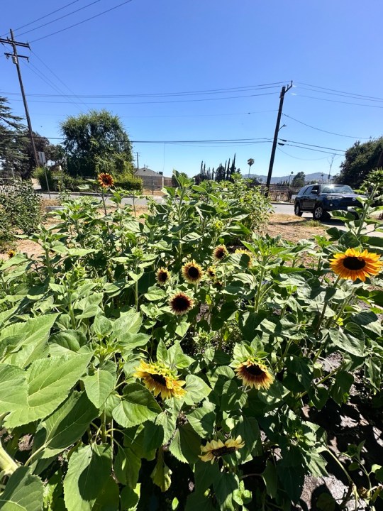 la-nurse-plants-sunflowers-of-hope-after-devastating-wildfire