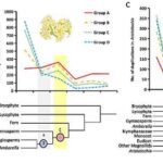 new-research-challenges-ancient-gene-duplication-theories-in-plants