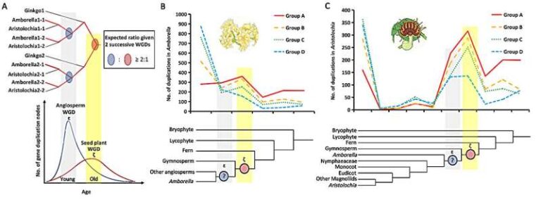 new-research-challenges-ancient-gene-duplication-theories-in-plants