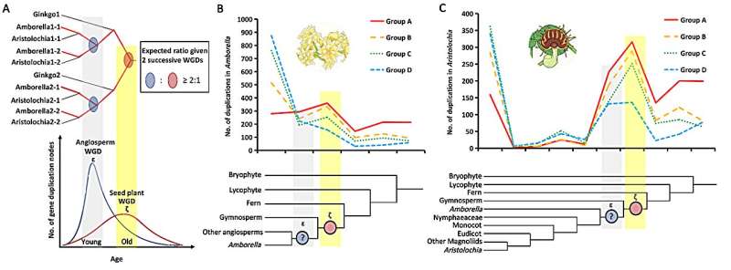 new-research-challenges-ancient-gene-duplication-theories-in-plants