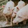 new-vaccine-candidate-surpasses-leading-treatment-for-pig-disease