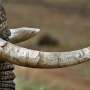 research-reveals-strategy-shift-needed-to-combat-ivory-trade