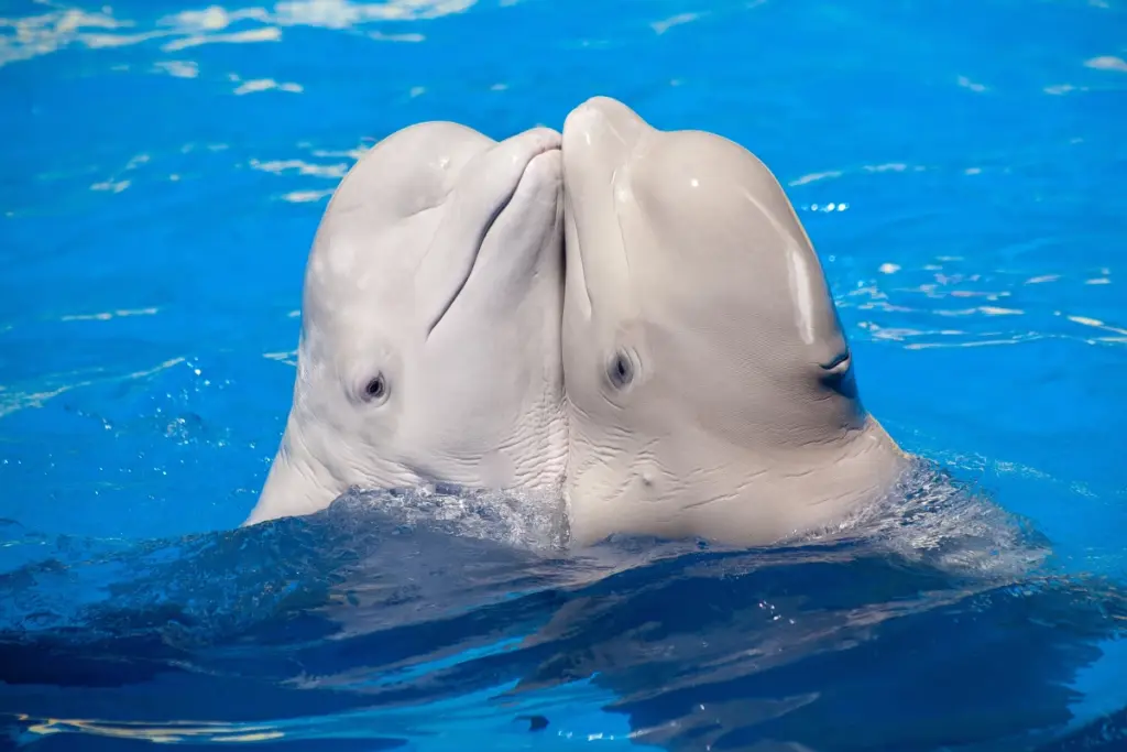 researchers-uncover-strategic-mating-habits-of-beluga-whales