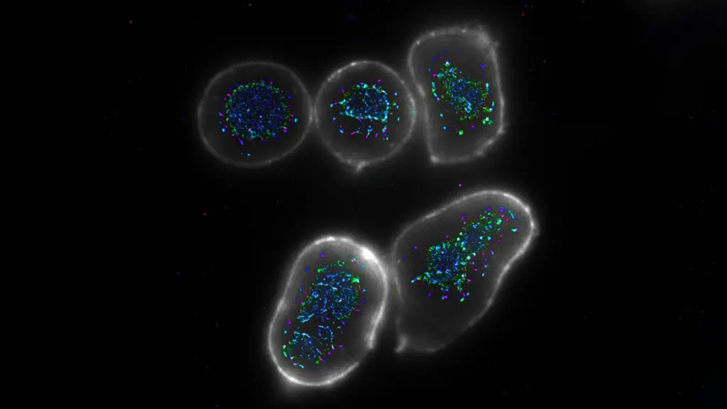 researchers-unveil-innovative-antibodies-to-enhance-cancer-immunotherapy