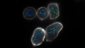 researchers-unveil-innovative-antibodies-to-enhance-cancer-immunotherapy