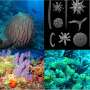scientists-uncover-evolutionary-origins-of-soft-early-sponges