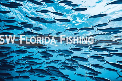 southwest-florida-anglers-catch-redfish-despite-cold-snap
