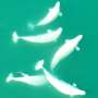 study-reveals-beluga-whales-mating-strategy-for-survival
