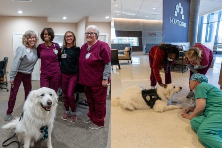 therapy-dog-tk9-bo-spreads-kindness-among-healthcare-workers-in-ohio