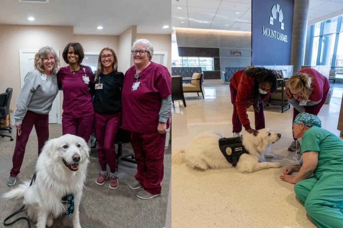 therapy-dog-tk9-bo-spreads-kindness-among-healthcare-workers-in-ohio