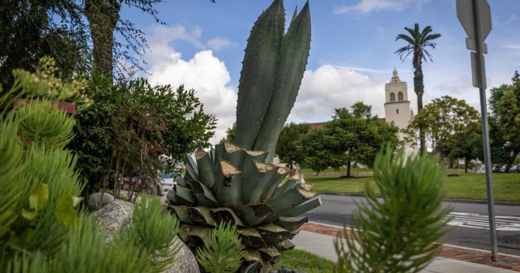 urgent-alert-agave-plants-hacked-in-torrance-residents-concerned
