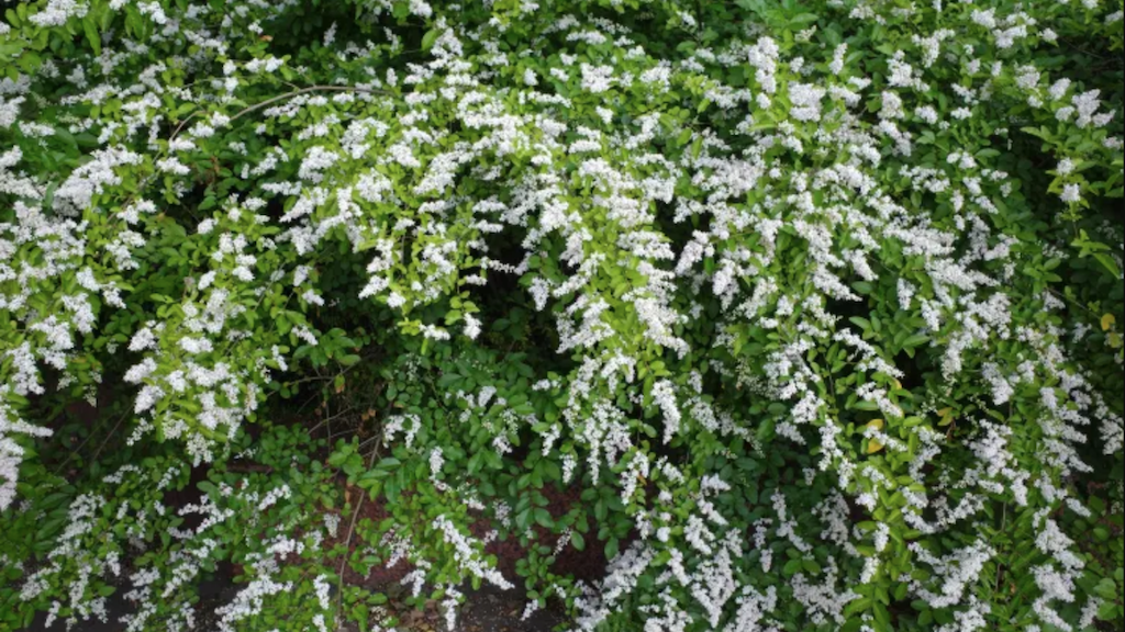 urgent-call-for-volunteers-to-combat-invasive-plants-in-montevallo