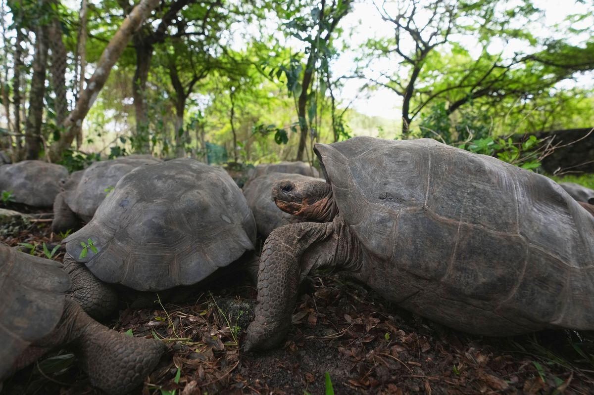 158-giant-tortoises-released-in-gal-pagos-conservation-effort