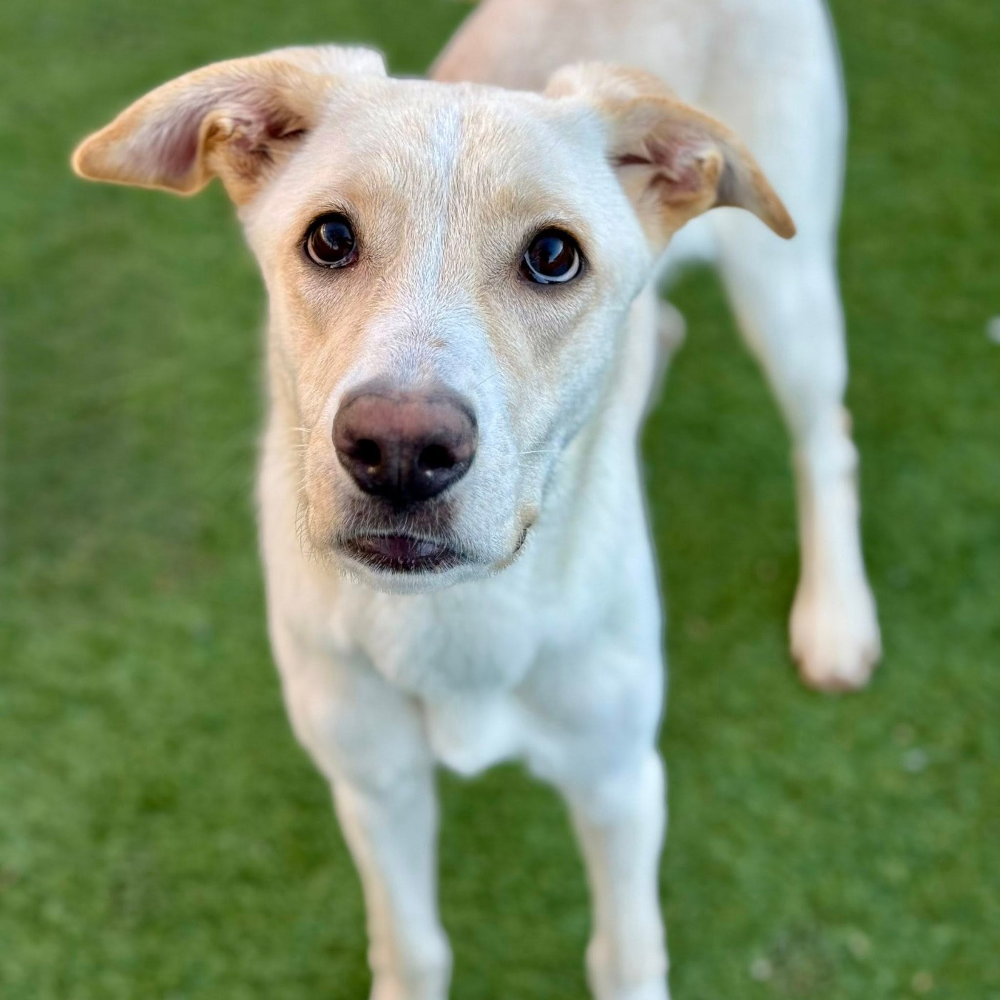 addressing-animal-neglect-a-call-to-action-for-communities