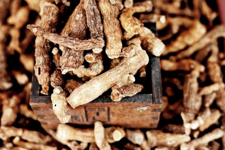 ancient-herb-polygonatum-sibiricum-gains-modern-medical-attention