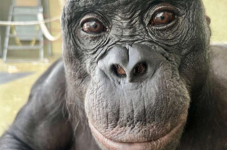 apes-showcase-imagination-in-groundbreaking-study-by-johns-hopkins