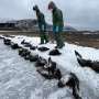 avian-flu-causes-first-wildlife-die-off-in-antarctica-s-skua-population