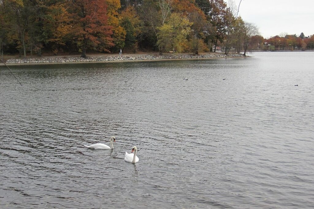 bird-flu-detected-in-boston-s-emerald-necklace-residents-urged-to-stay-clear