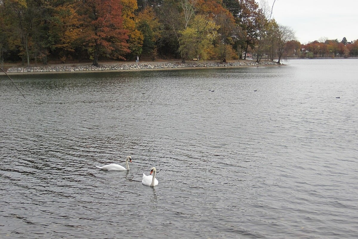bird-flu-detected-in-boston-s-emerald-necklace-residents-urged-to-stay-clear