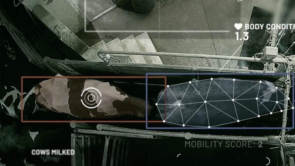 dairy-breeding-innovation-new-insights-on-lameness-genetic-factors