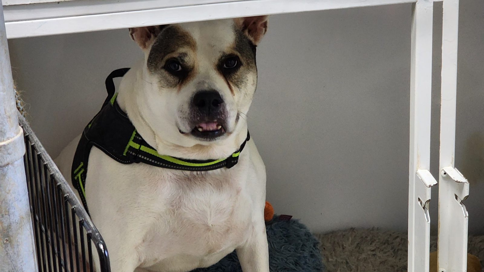 discover-loving-companions-adopt-blue-and-tugger-today