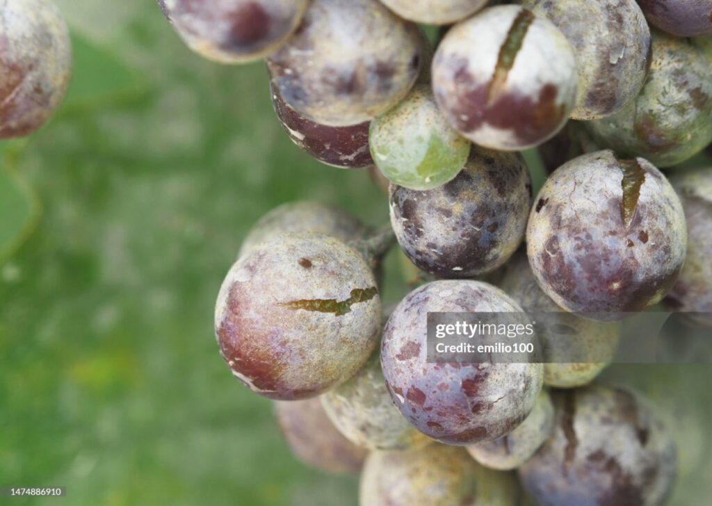 ex-napa-winemaker-sentenced-for-2-5-million-grape-scam