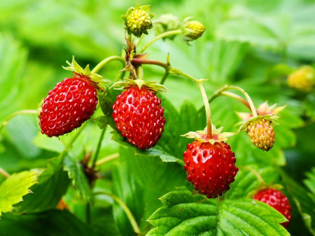 explore-new-garden-delights-strawberries-sunflowers-and-more