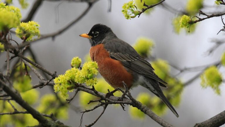 join-the-great-backyard-bird-count-count-birds-this-weekend-