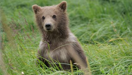 researchers-harness-a-i-to-identify-individual-bears-in-the-wild
