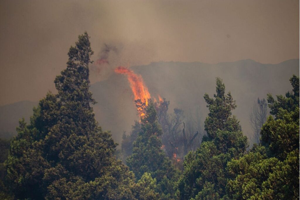 urgent-wildfires-in-patagonia-threaten-ancient-forests-lives