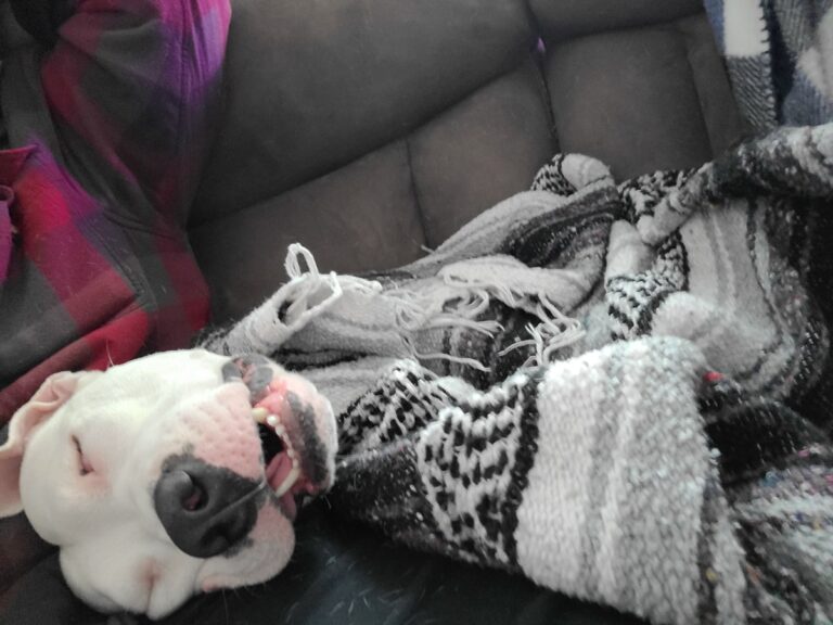 viral-rescue-dog-tonka-captivates-with-heartwarming-sleep-video