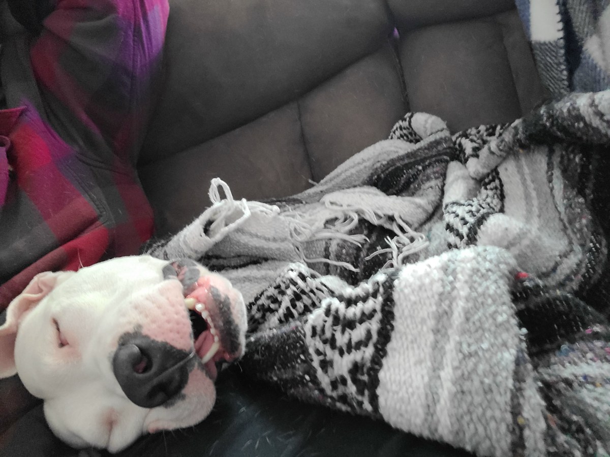 viral-rescue-dog-tonka-captivates-with-heartwarming-sleep-video