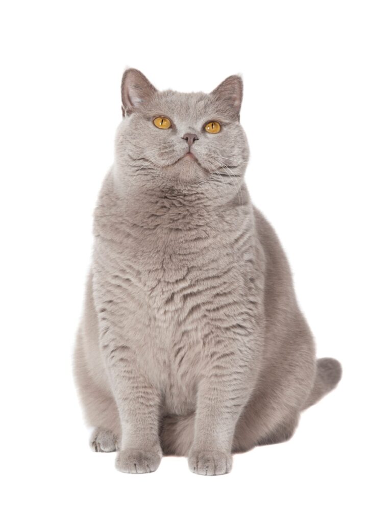 cat-owners-urged-to-prioritize-weight-management-over-taurine