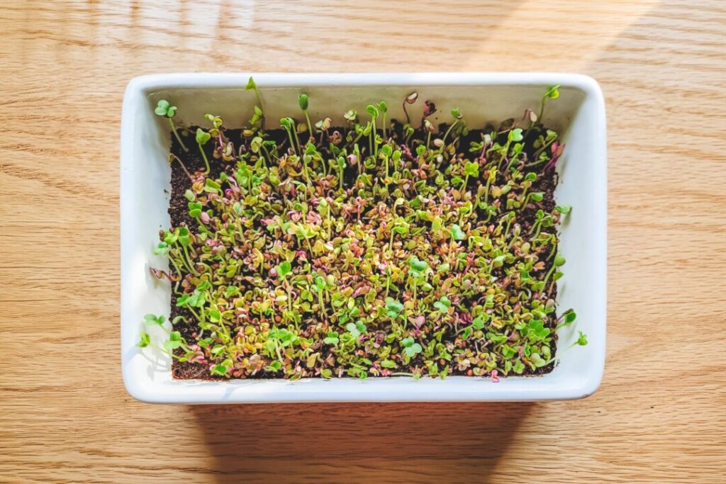 discover-the-nutritional-power-of-growing-microgreens-at-home