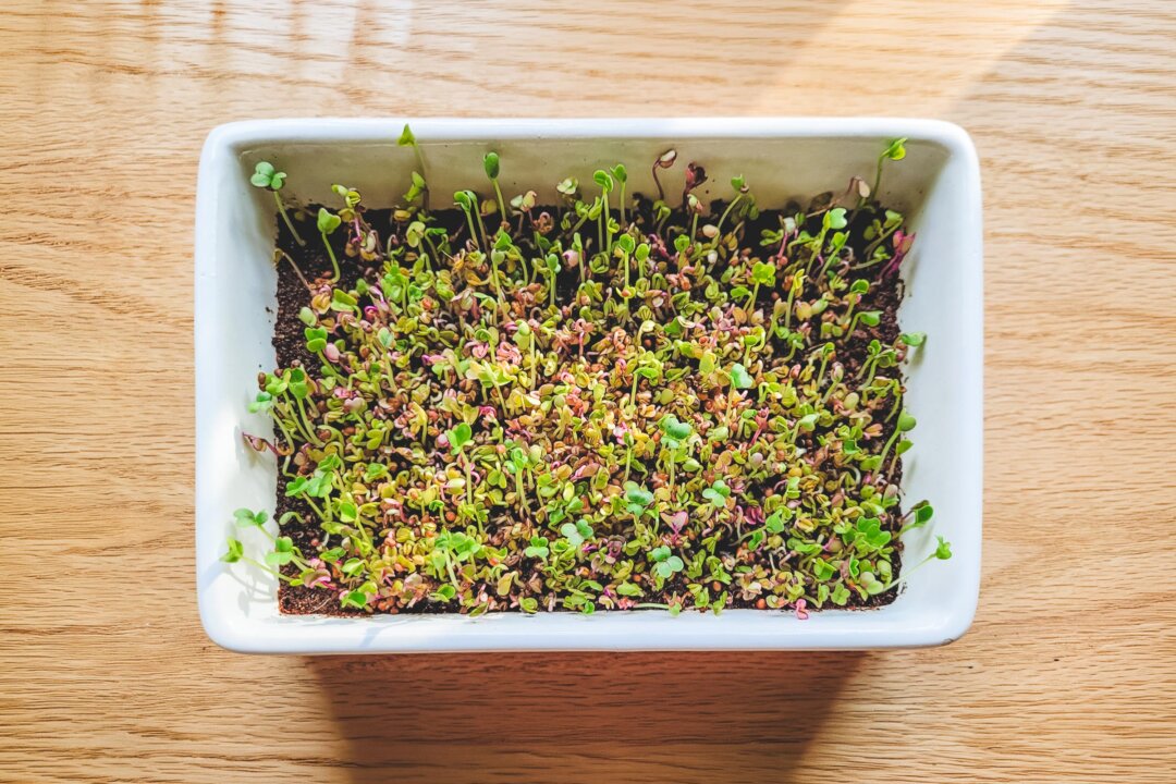 discover-the-nutritional-power-of-growing-microgreens-at-home