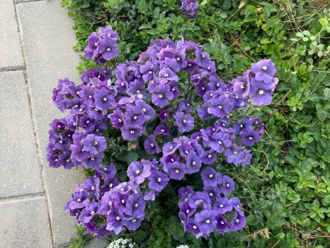 discover-why-cape-jewels-thrive-in-southern-california-gardens