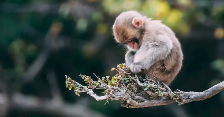 therapists-as-secure-bases-transforming-attachment-in-therapy